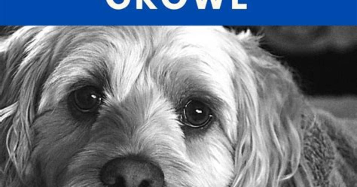 Why Does My Cockapoo Growl?