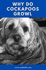 Why Does My Cockapoo Growl?