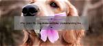 Why Does My Dog Hyperventilate?