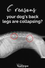 Why Does My Dog Keep Collapsing?