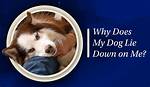 Why Does My Dog Lie on His Back When He Sees Me?