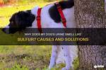 Why Does My Dog's Urine Smell Bad?
