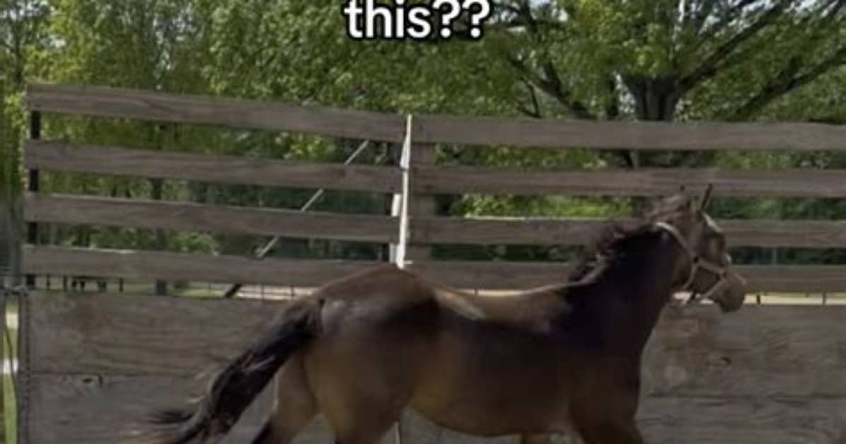 Why Does My Yearling Bite?