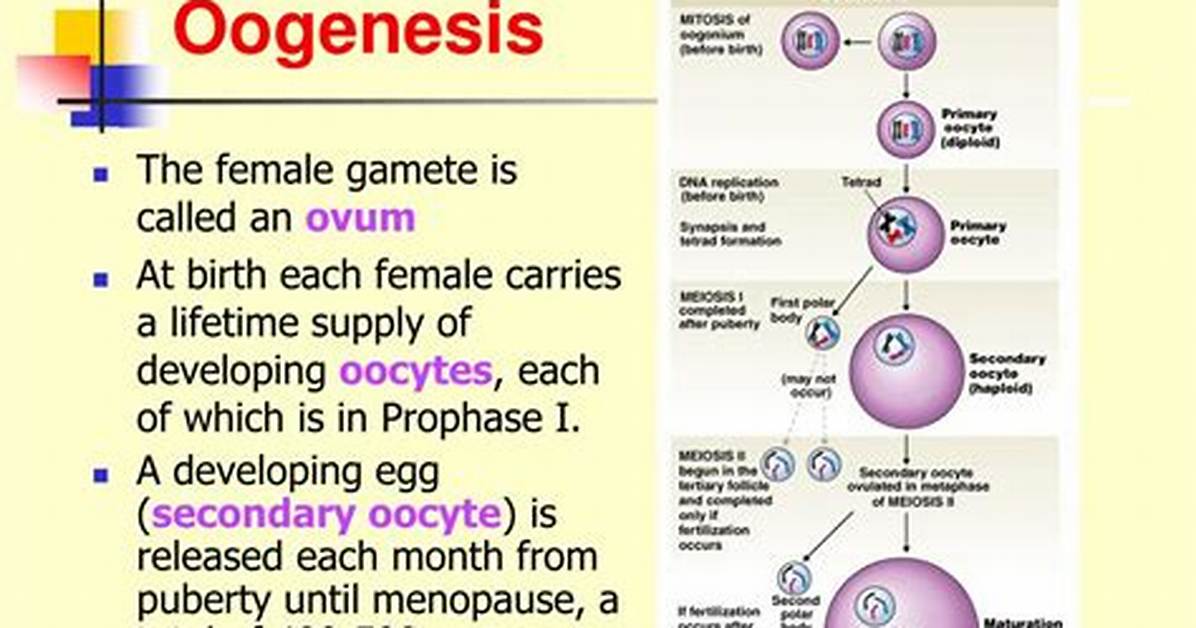 Why Does Oogenesis Occur?