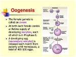 Why Does Oogenesis Occur?