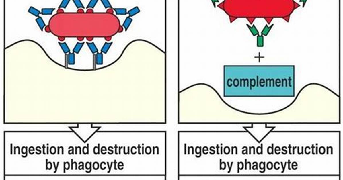 Why Does Opsonization Occur?