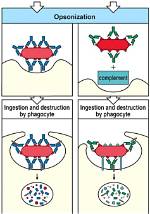 Why Does Opsonization Occur?