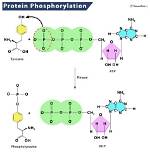 Why Does Phosphorylation Occur?