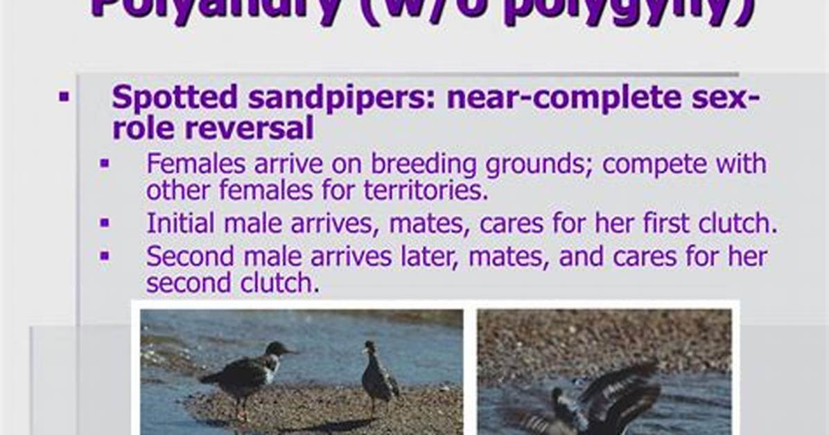 Why Does Polyandry Occur?