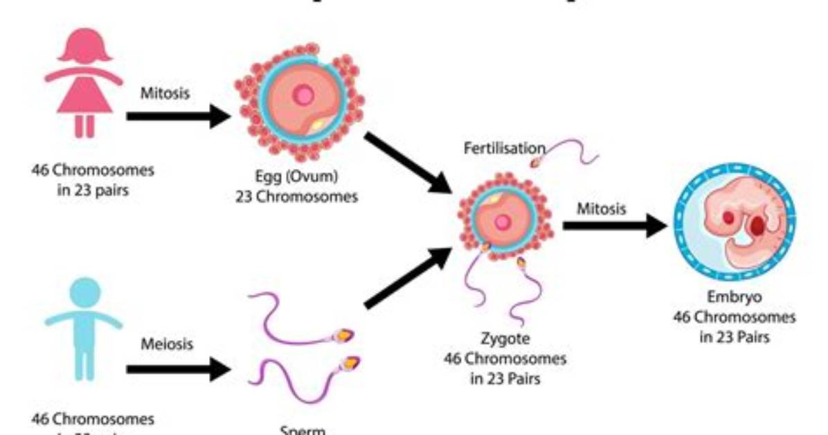 Why Does Procreation Mean?