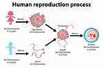 Why Does Procreation Mean?