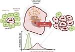 Why Does Proliferation Mean?