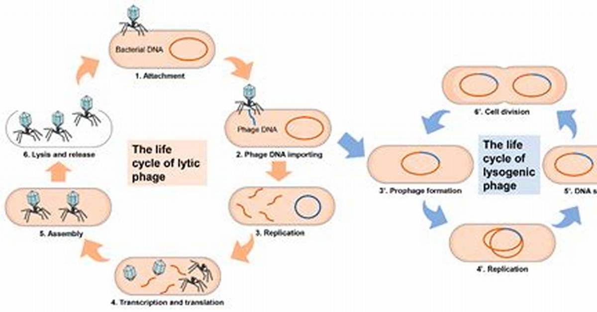 Why Does Prophage Form?