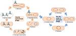 Why Does Prophage Form?