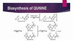 Why Does Quinine Work?