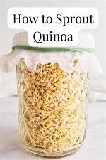 Why Does Quinoa Sprout When Cooked