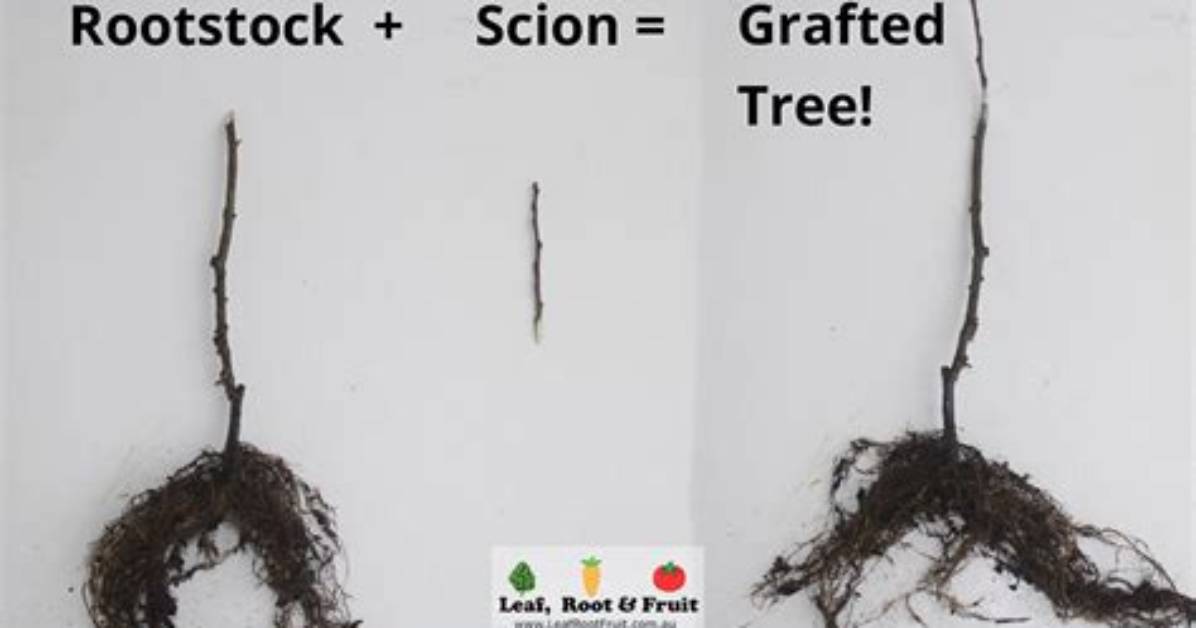Why Does Rootstock Mean?