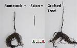 Why Does Rootstock Mean?