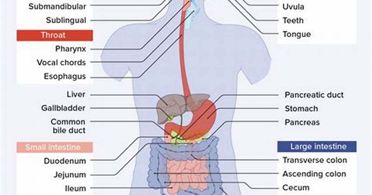Why Does Schnapps Help Digestion?