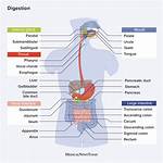 Why Does Schnapps Help Digestion?