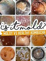 Why Does Scoby Mold?