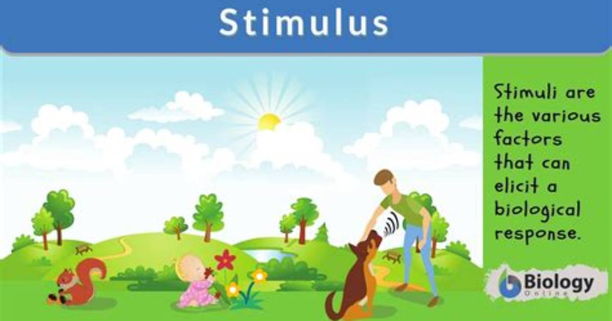 Why Does Stimulate Mean?