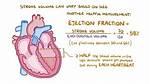 Why Does Stroke Volume Increase with Long Term Exercise
