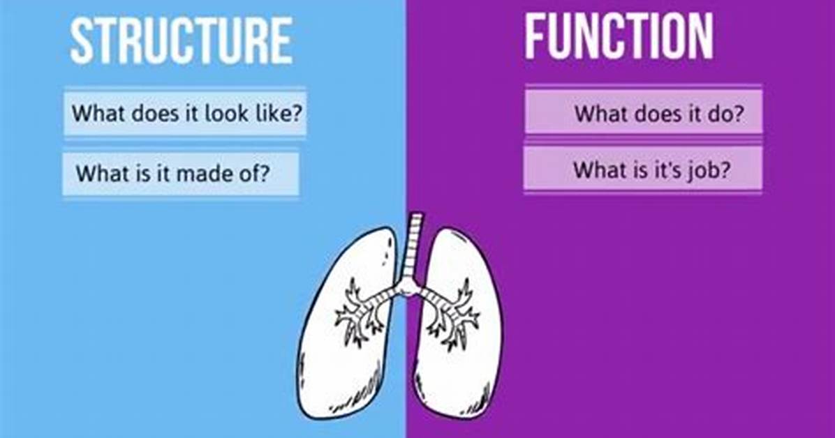 Why Does Structure Relates to Function?