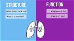 Why Does Structure Relates to Function?