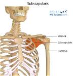 Why Does Subscapularis Get Tight?
