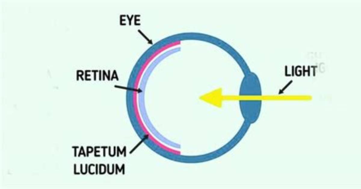 Why Does Tapetum Reflect?