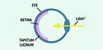 Why Does Tapetum Reflect?