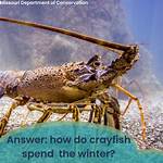 Why Does the Crayfish Hide After It Molts?