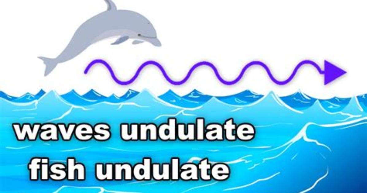Why Does Undulate Mean?