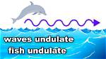 Why Does Undulate Mean?