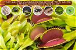 Why Does Venus Flytrap Eat Insects?