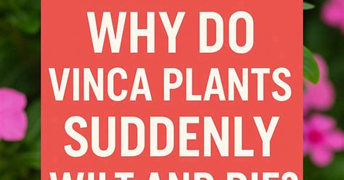 Why Does Vinca Wilt?