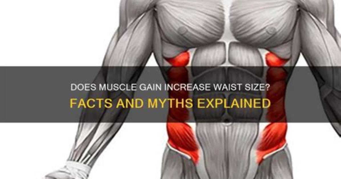 Why Does Waist Size Increase?