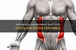 Why Does Waist Size Increase?