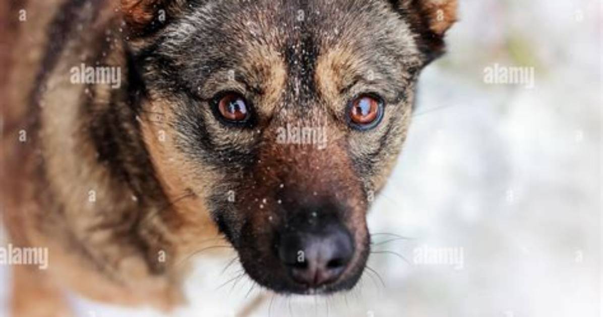 Why Dogs Look Pitiful?