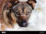 Why Dogs Look Pitiful?