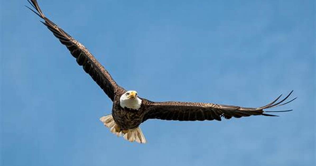 Why Eagle Fly High?