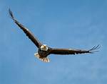 Why Eagle Fly High?
