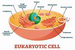 Why Eukaryotes Have Nucleus?