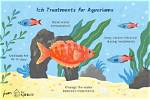 Why Fish Get Ick?