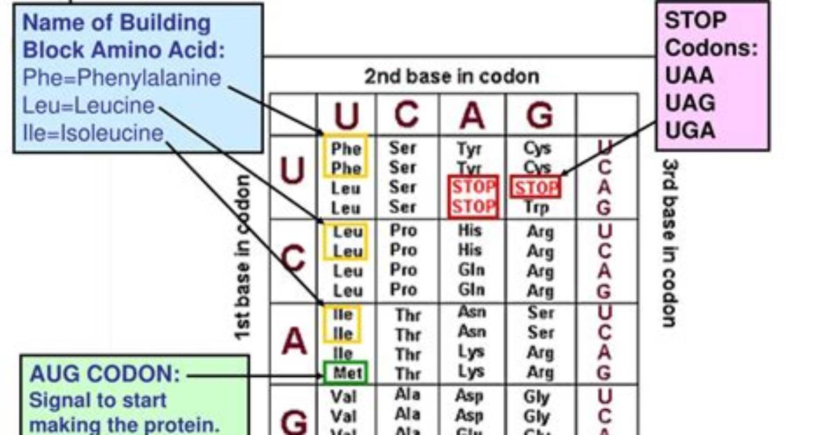 Why Genetic Code Is Universal?