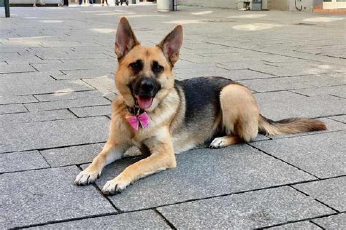 Why German Shepherd Small?