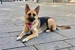 Why German Shepherd Small?