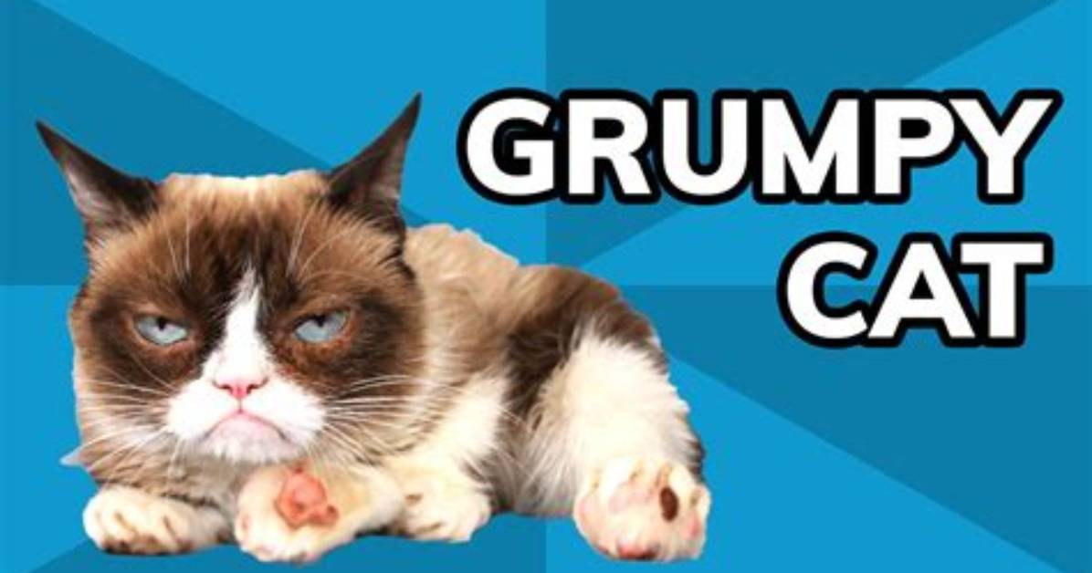 Why Grumpy Cat Is?