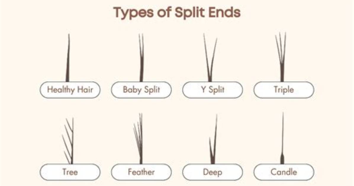 Why Hair Split Ends?